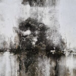 <h3>Mold in Concrete Walls</h3>
