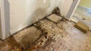 Mold growth on a floor and wall junction.