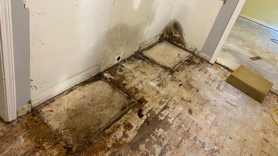 Mold growth on a floor and wall junction.