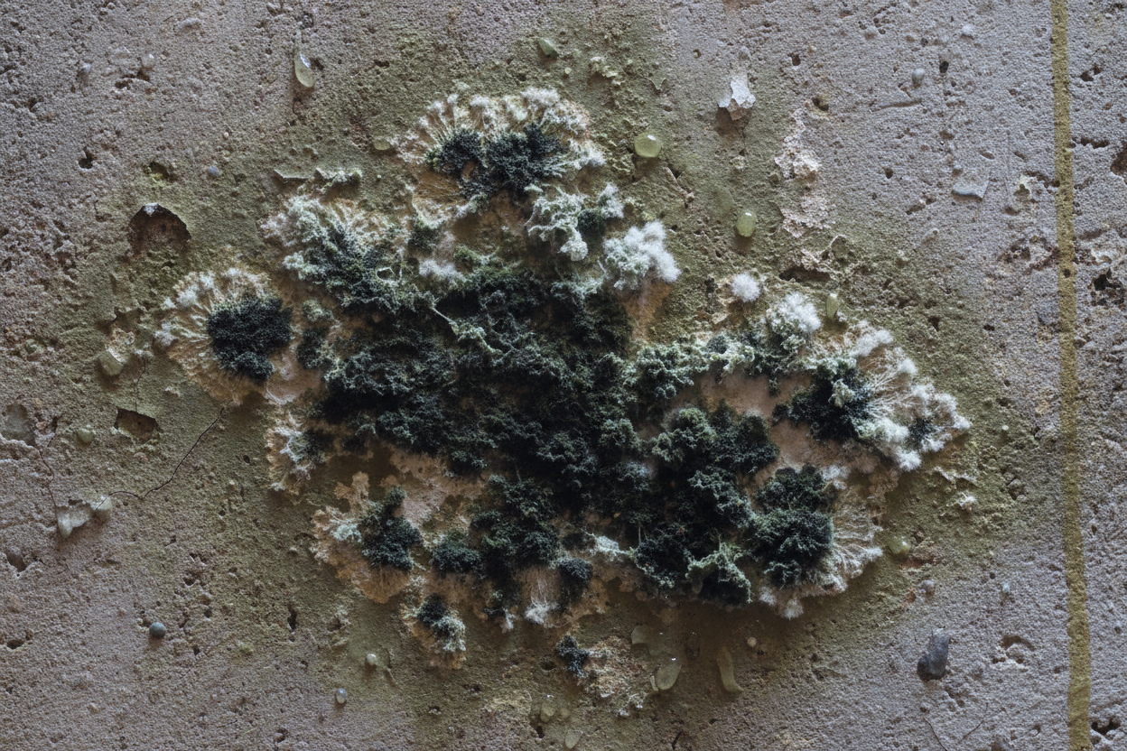 Mold growth on a floor and wall junction.